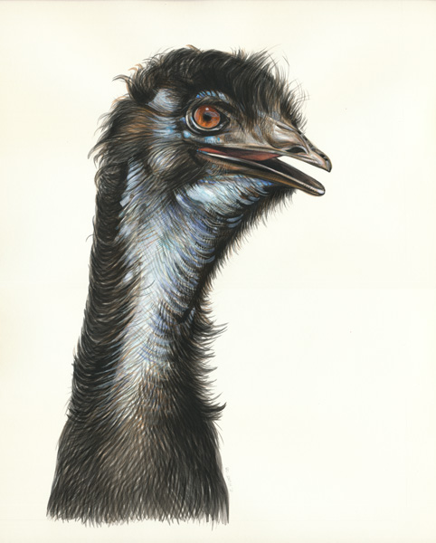 Emu1