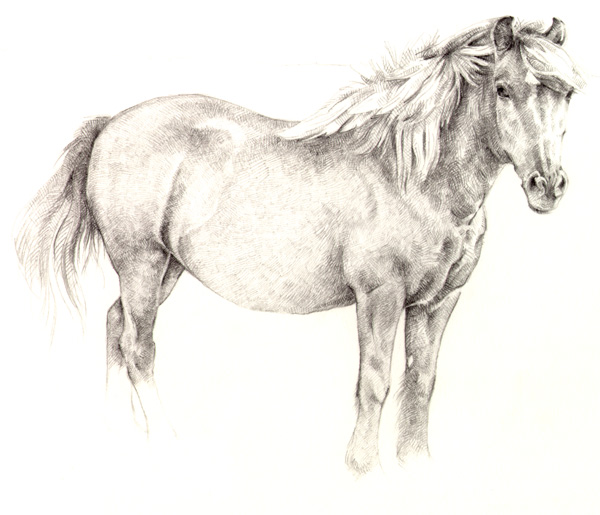 black-pony-drawing